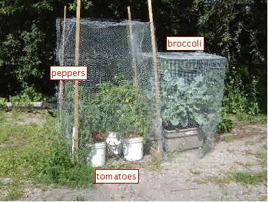 2008 crop - Waltham Broccoli, seeds certified by Ecocert Canada