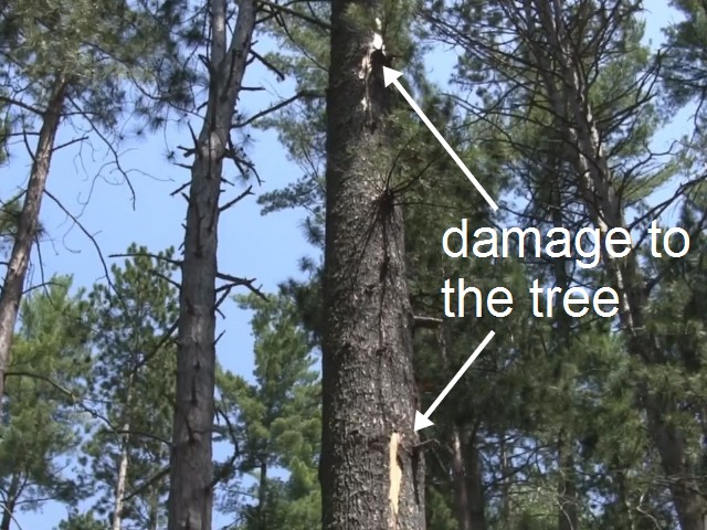 Lightning damage to the tree that caused damage to a solar system.