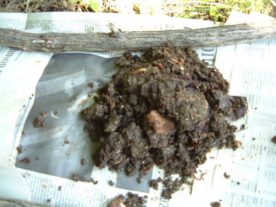 The worms quickly disappear deep into the pile to get away from the sun, making 
    it easier to pick out the worm castings from the top.
