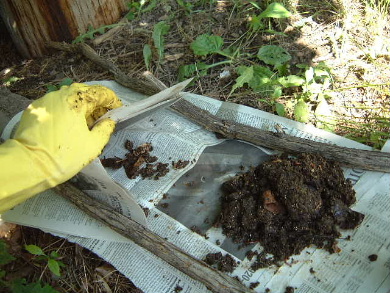 Any worms taken from the pile should be kept in the shade. Add some
    castings, leaves and such for them to escape under.